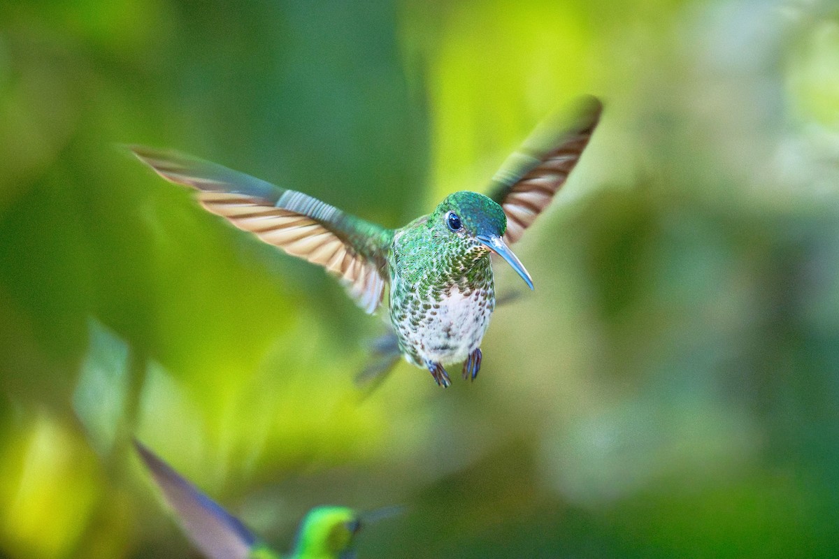 Colibri grivelé - ML643911535