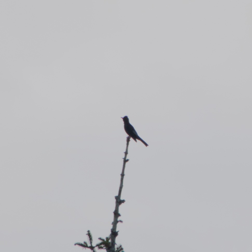 Black Bulbul - ML643911564