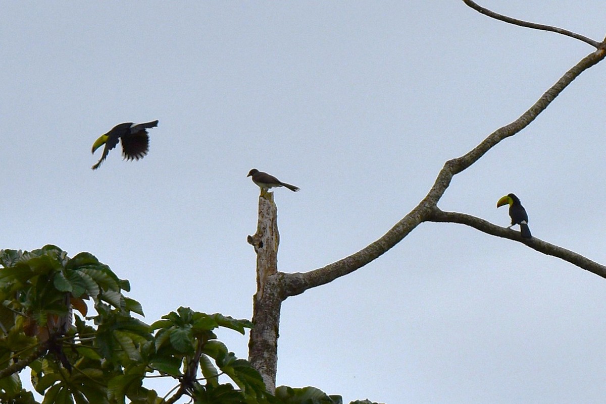 Keel-billed Toucan - ML643911565