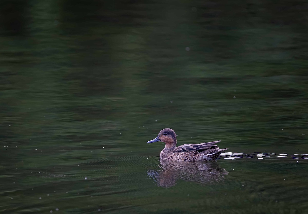 Blue-winged x Green-winged Teal (hybrid) - ML643911578