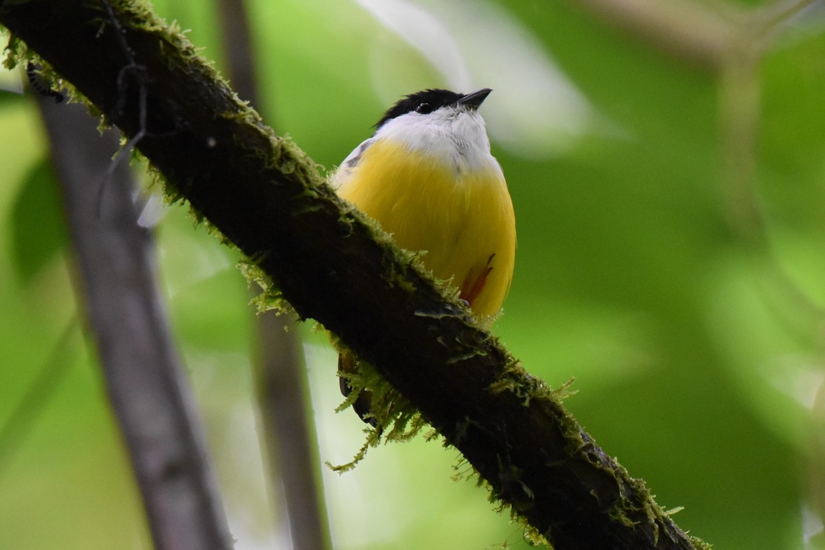 White-collared Manakin - ML643911579