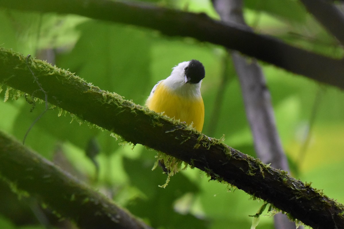 White-collared Manakin - ML643911580