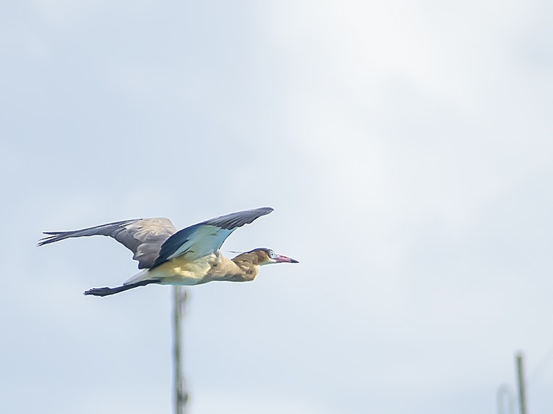 Whistling Heron - ML643911588