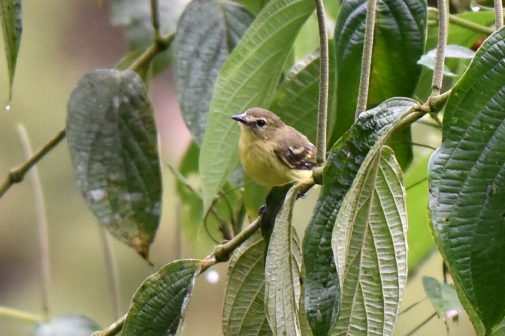 Yellow Tyrannulet - ML643911604