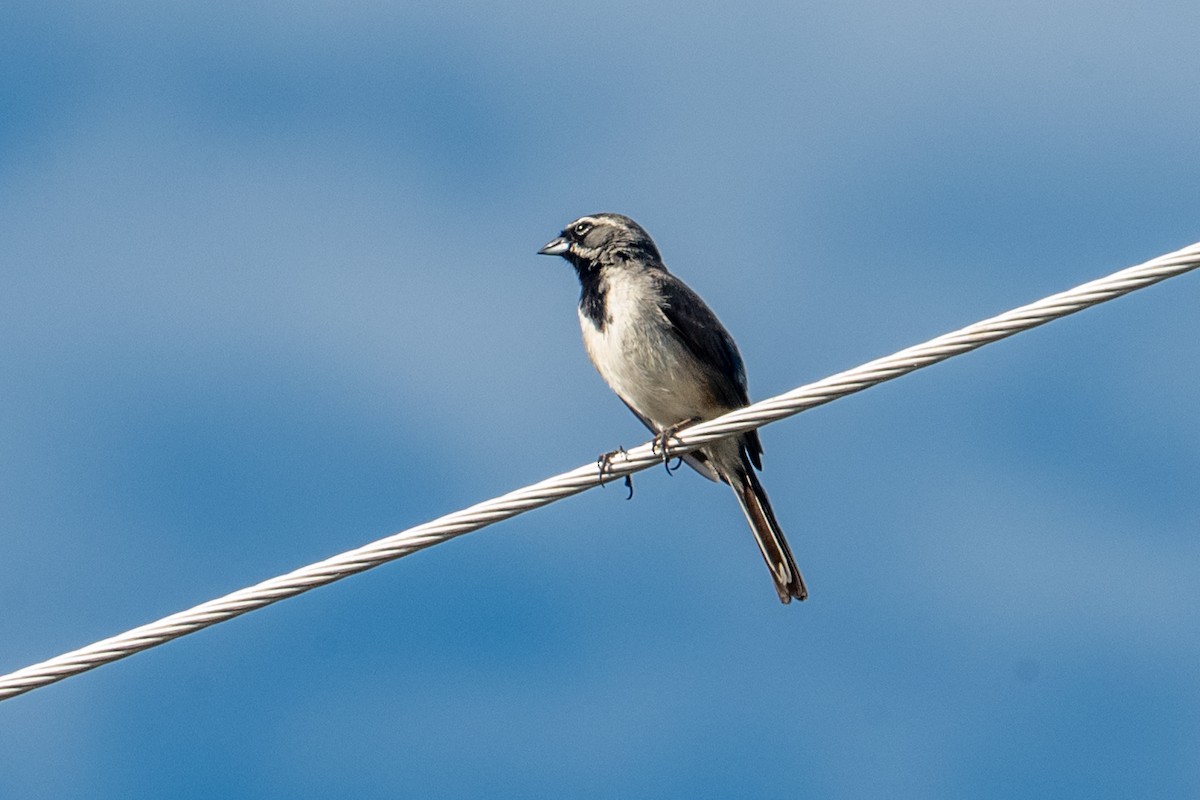 Black-throated Sparrow - ML643911605