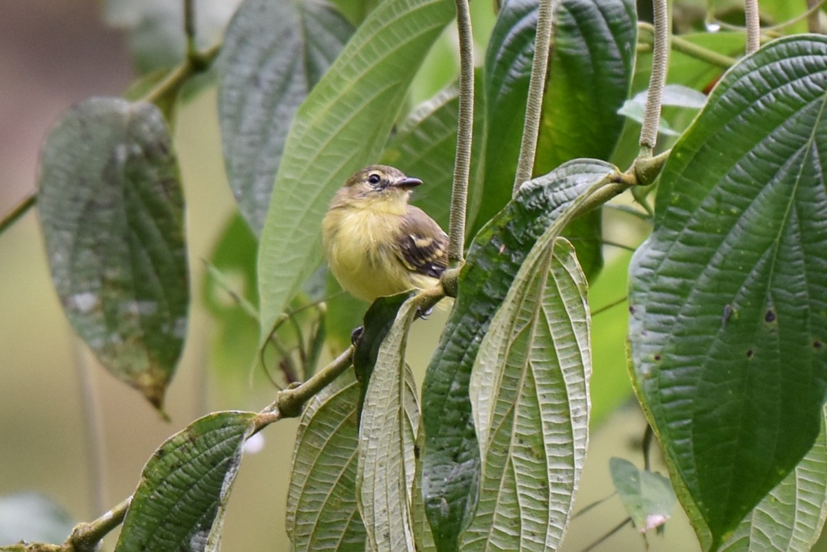 Yellow Tyrannulet - ML643911606