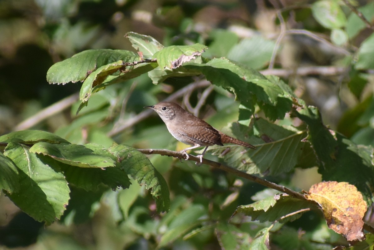 Northern House Wren - ML643911607