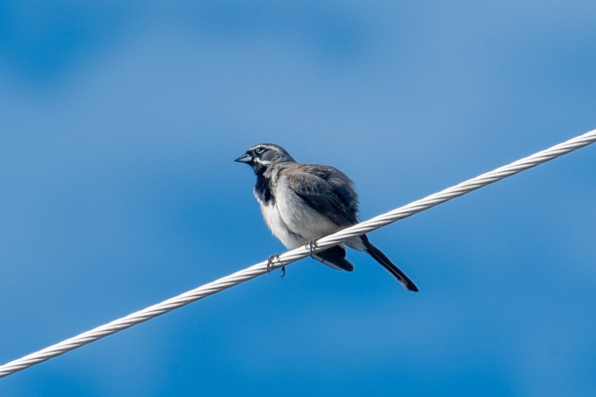 Black-throated Sparrow - ML643911612