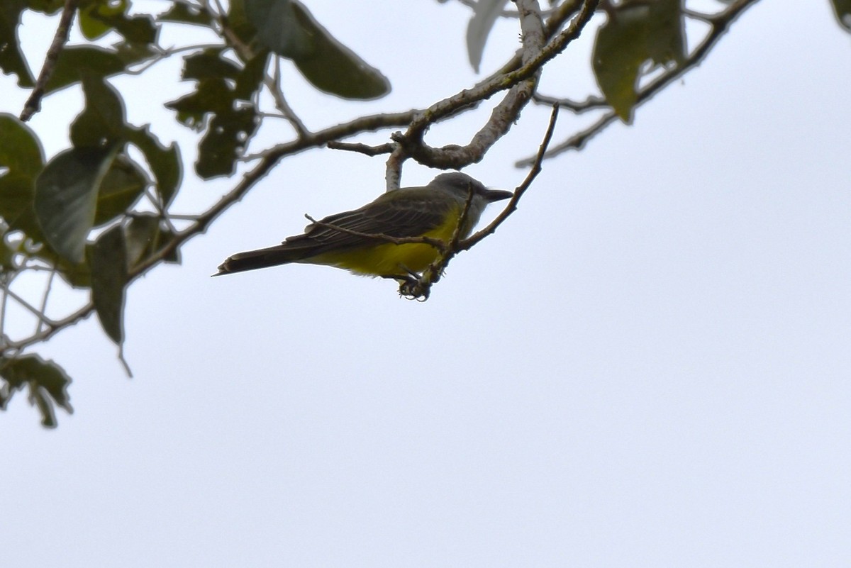 Tropical Kingbird - ML643911623
