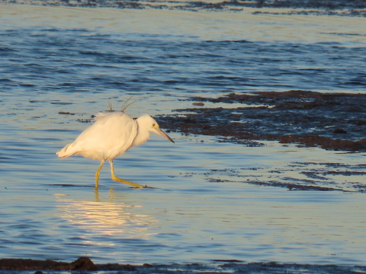 Little Blue Heron - ML643911624