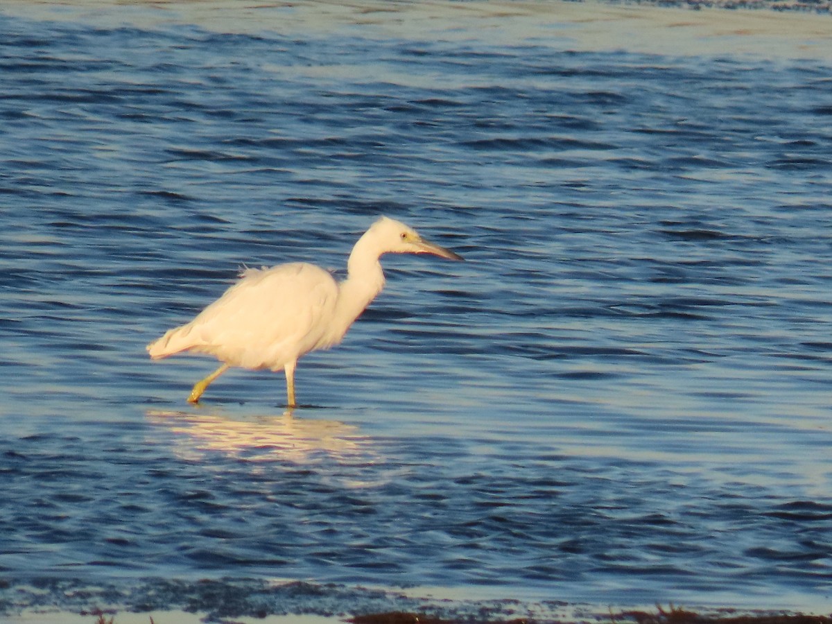 Little Blue Heron - ML643911625