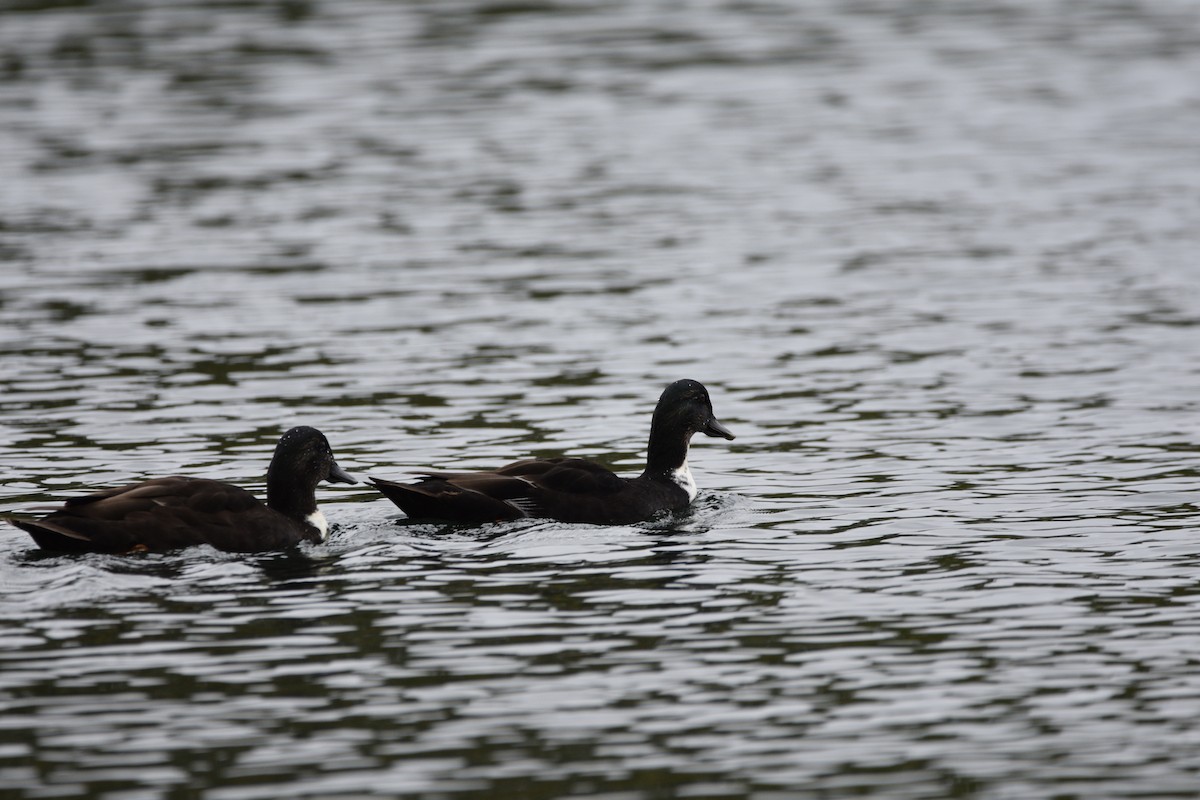 Mallard (Domestic type) - ML643911633