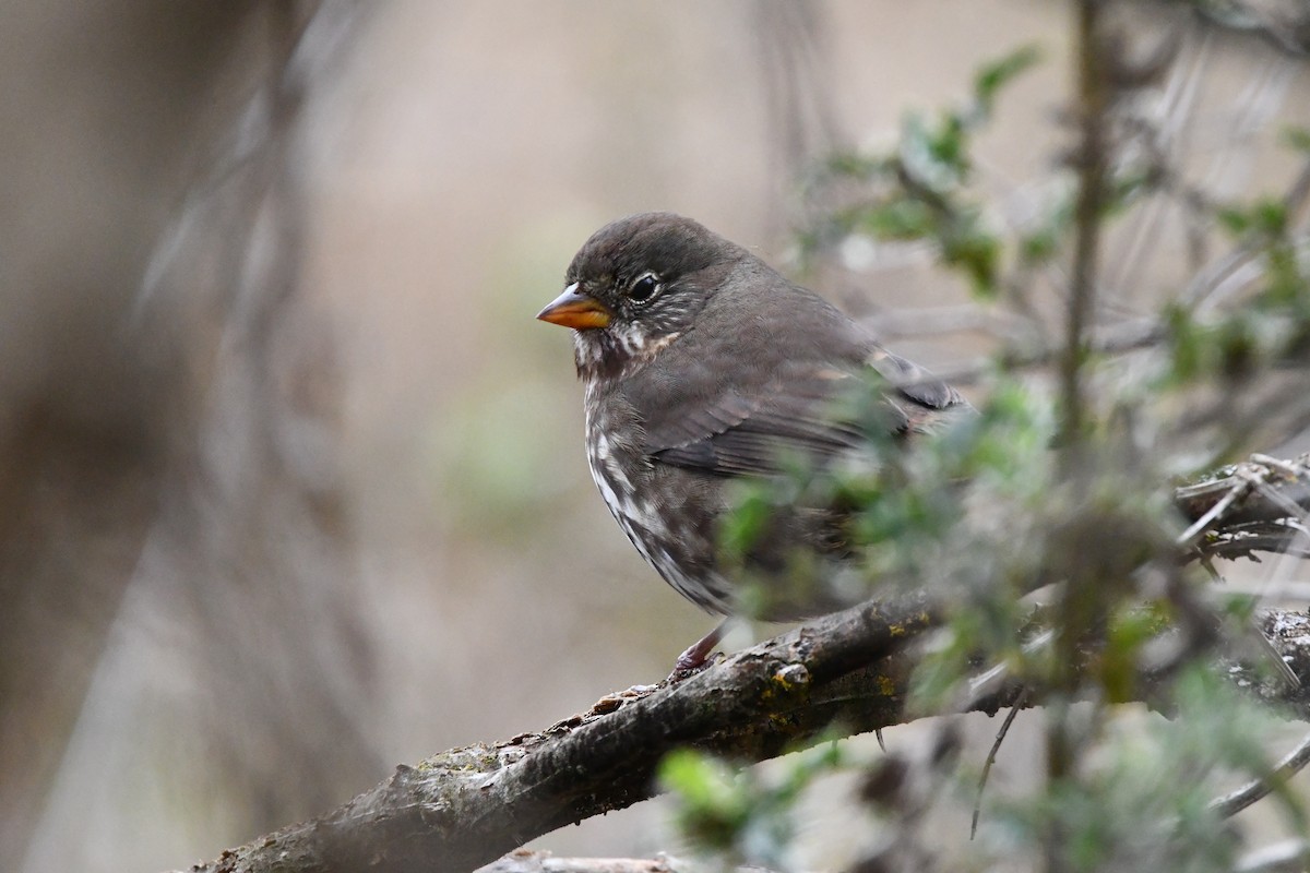 Fox Sparrow (Sooty) - ML643911640