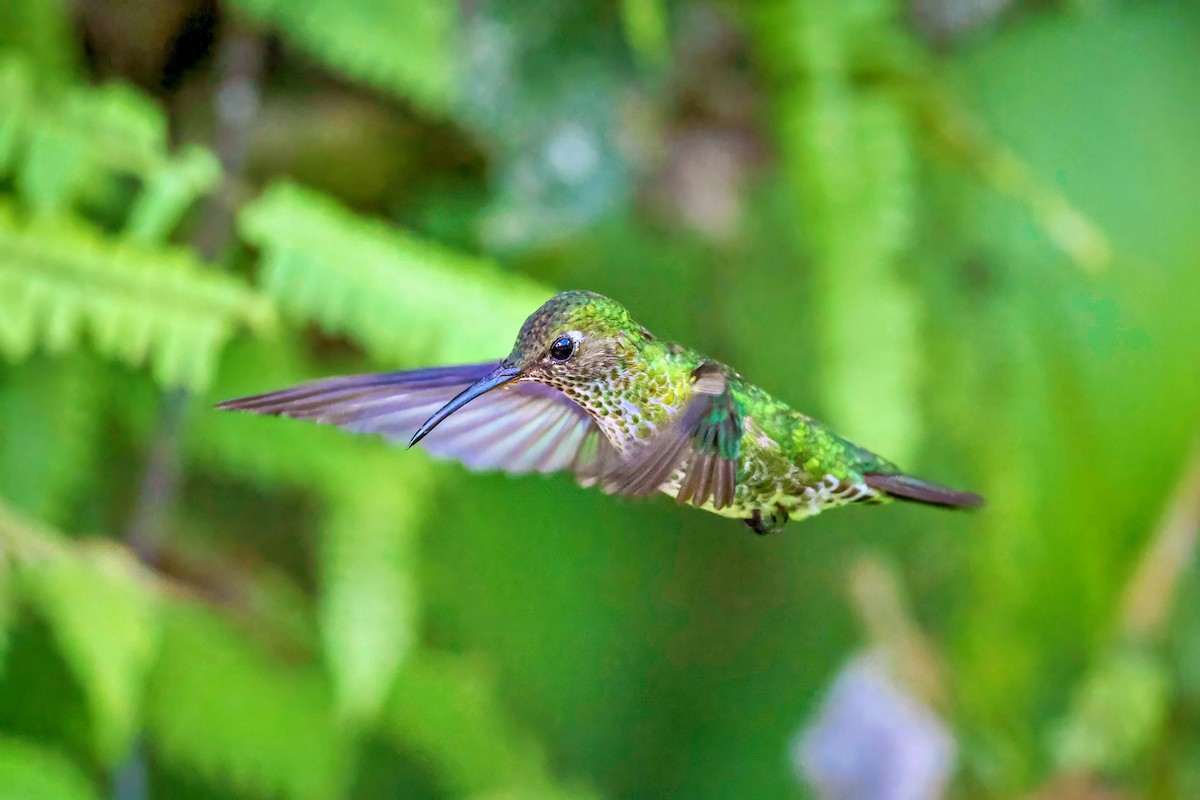 Colibri grivelé - ML643911658