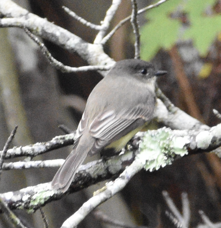 Eastern Phoebe - ML643911675