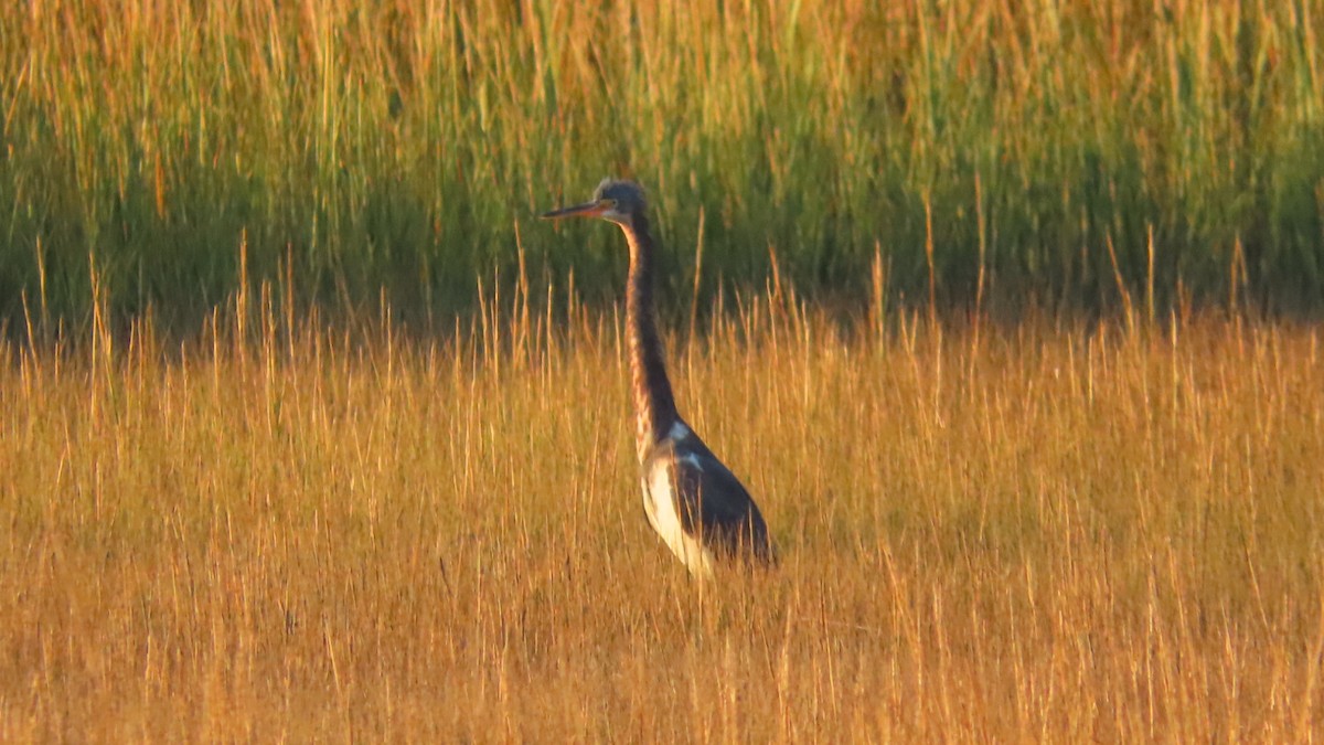 Tricolored Heron - ML643911679