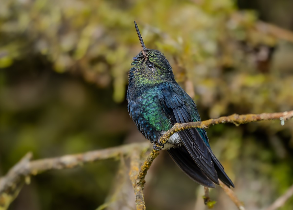 Black-breasted Puffleg - ML643911680
