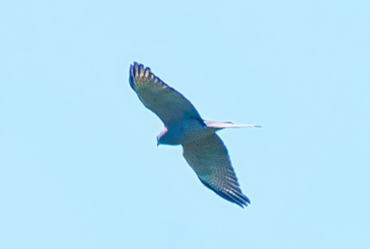 Brown Goshawk - ML643911683