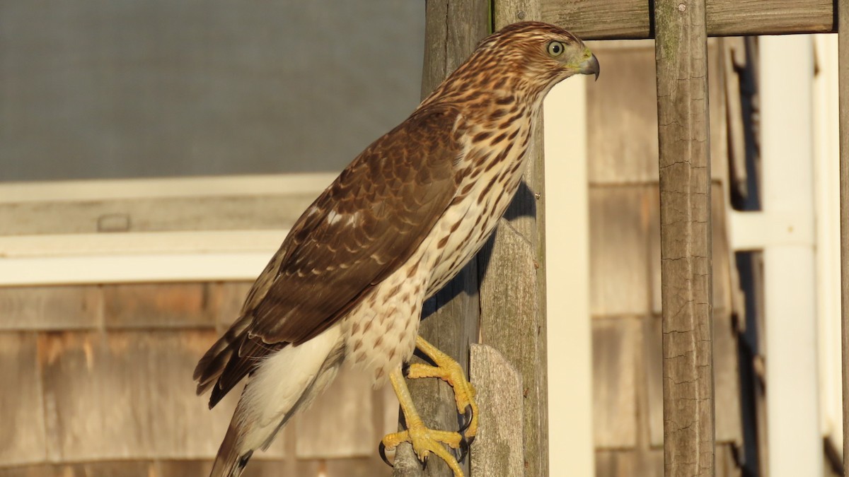 Cooper's Hawk - ML643911684
