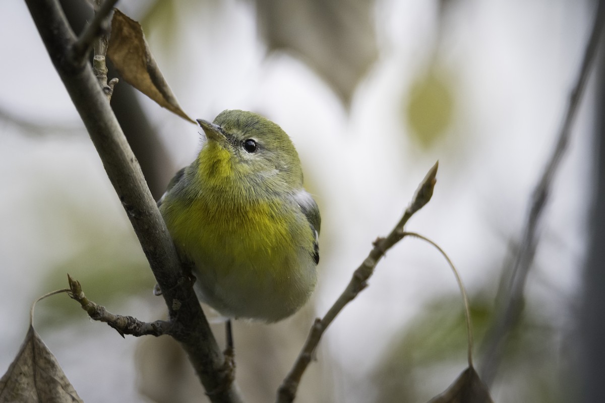 Northern Parula - ML643911685