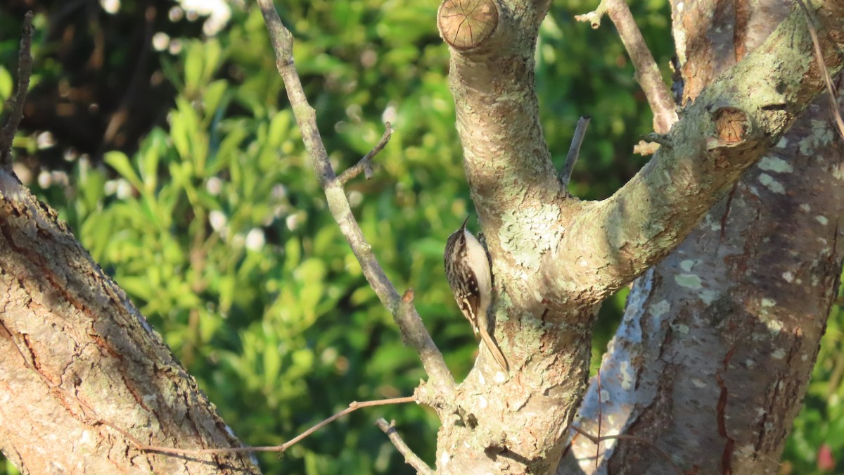 Brown Creeper - ML643911688