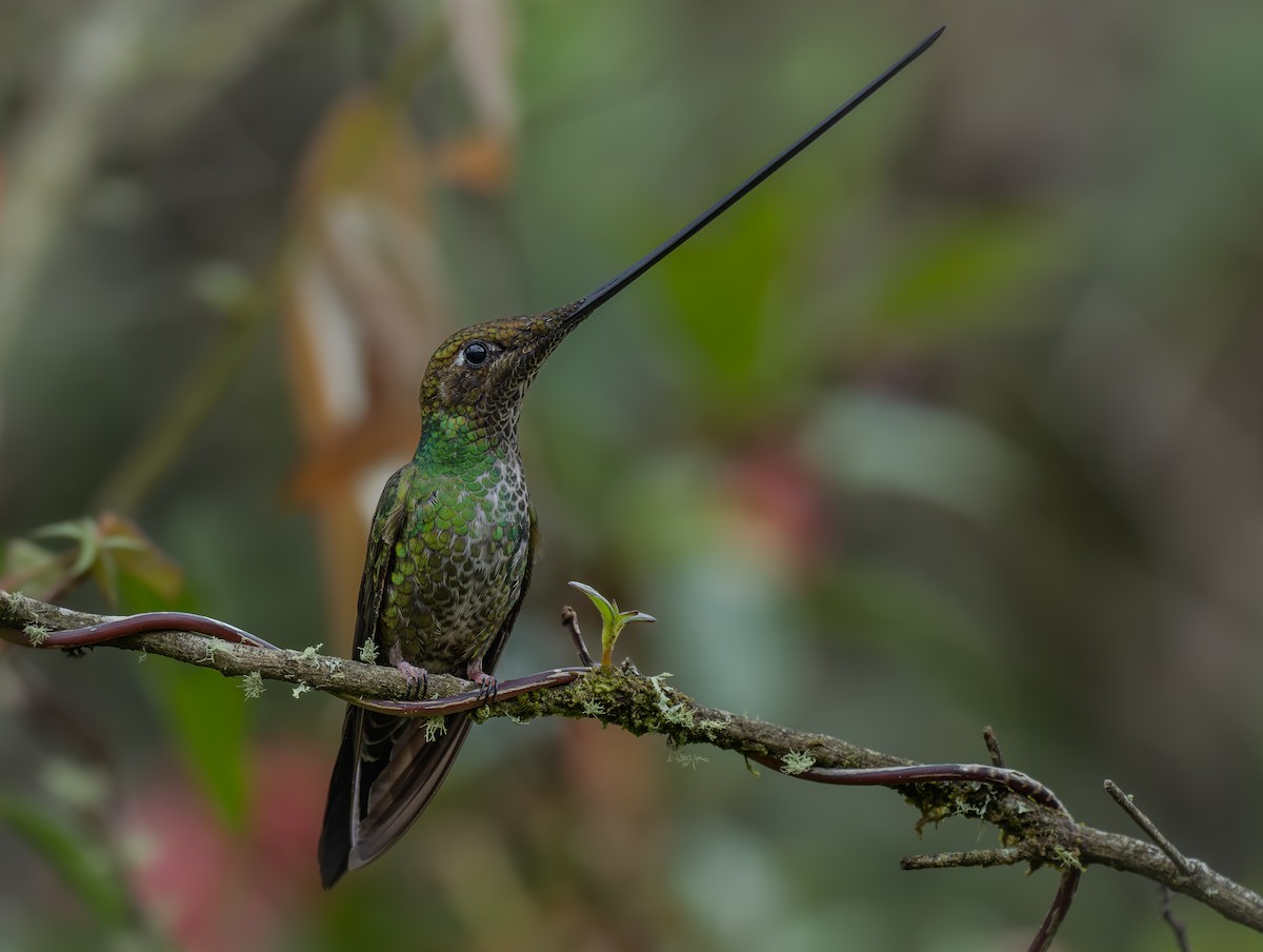 Sword-billed Hummingbird - ML643911704