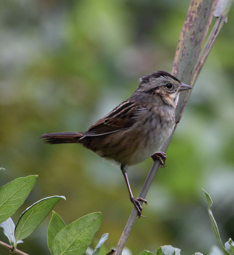 Swamp Sparrow - ML643911714