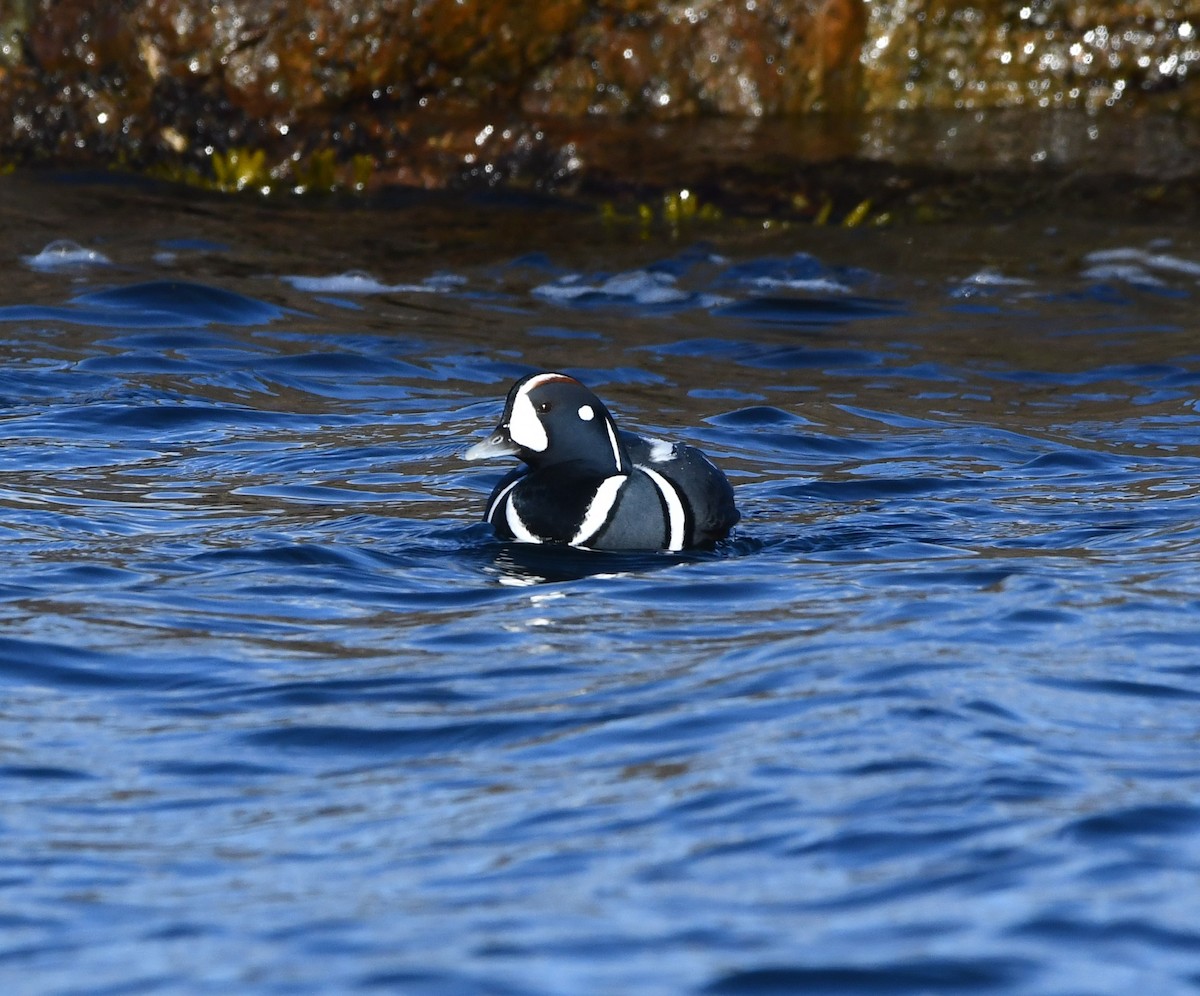 Harlequin Duck - ML643911721