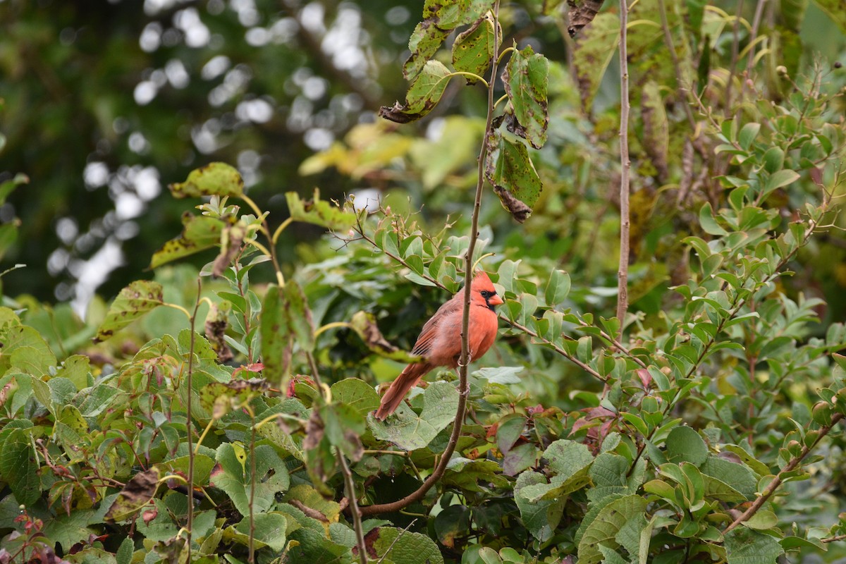 Northern Cardinal - ML643911757