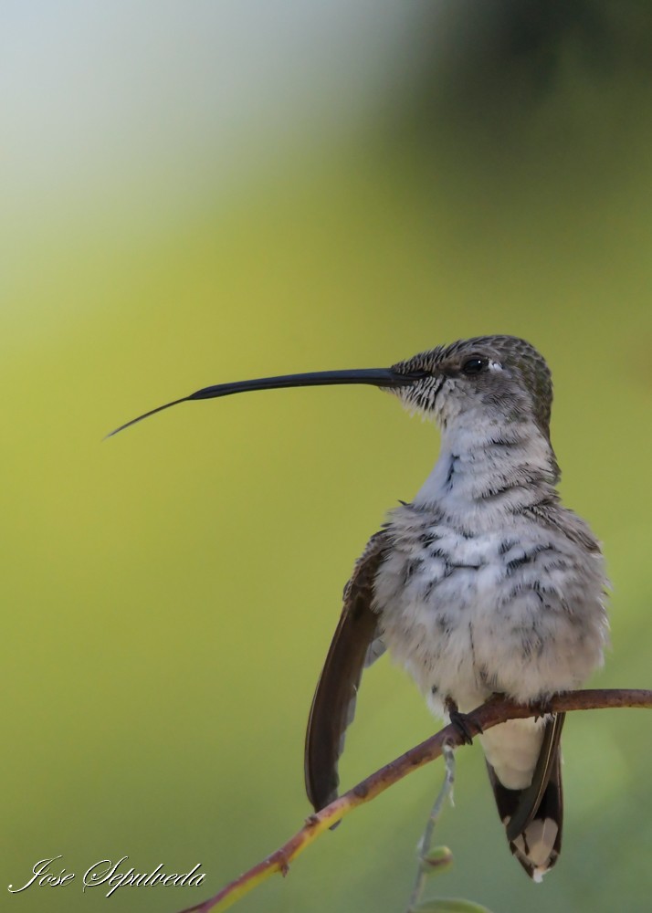 Oasis Hummingbird - ML643911778