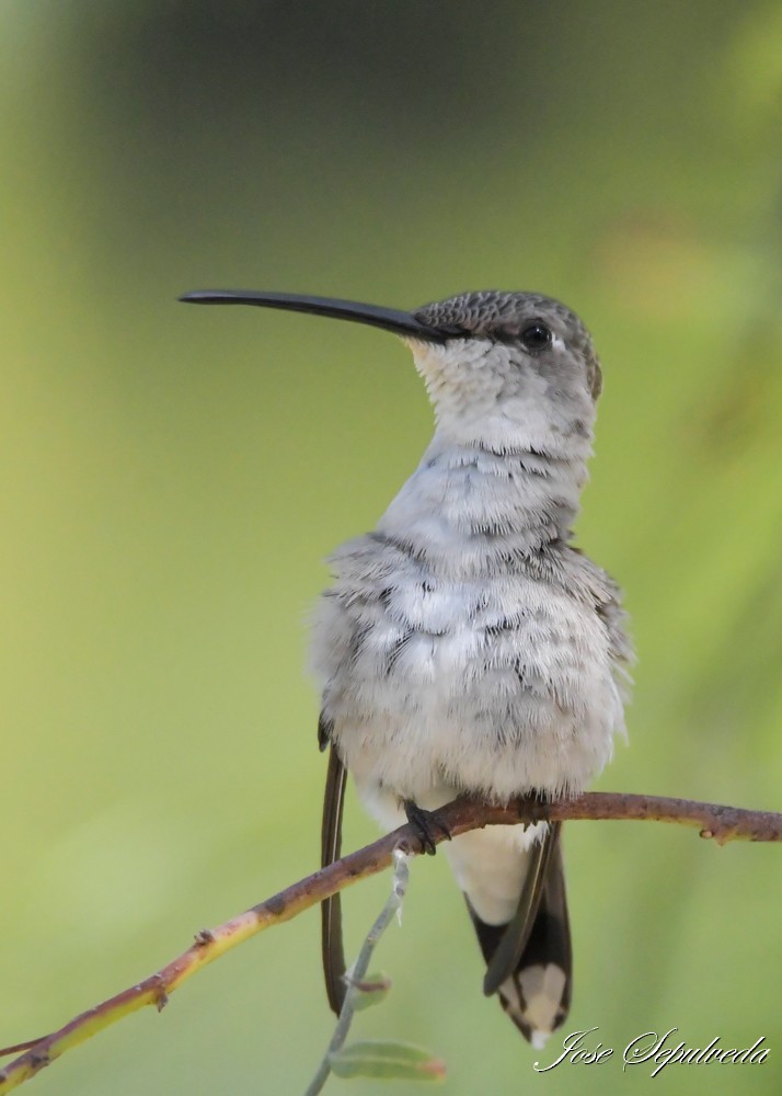 Oasis Hummingbird - ML643911779