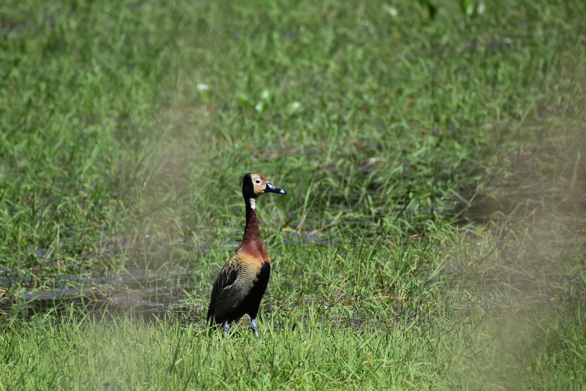 White-faced Whistling-Duck - ML643911780