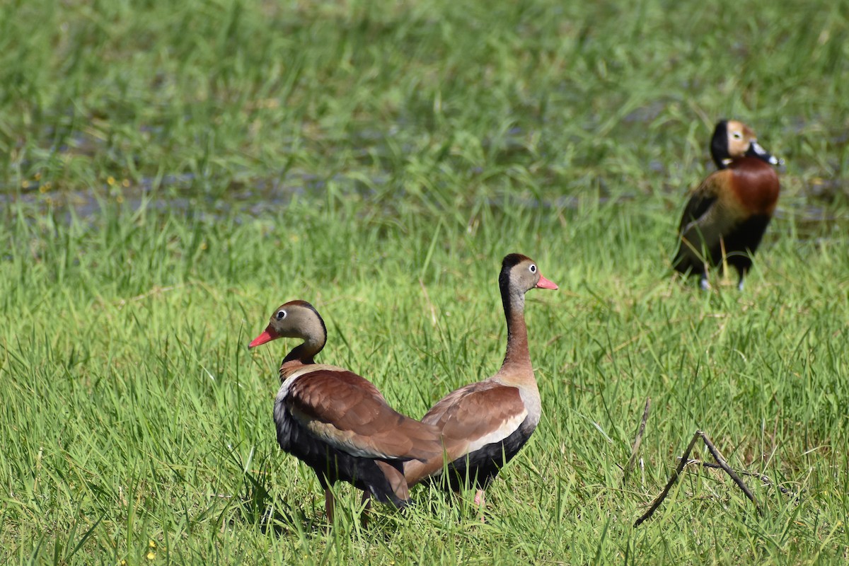 Black-bellied Whistling-Duck - ML643911787