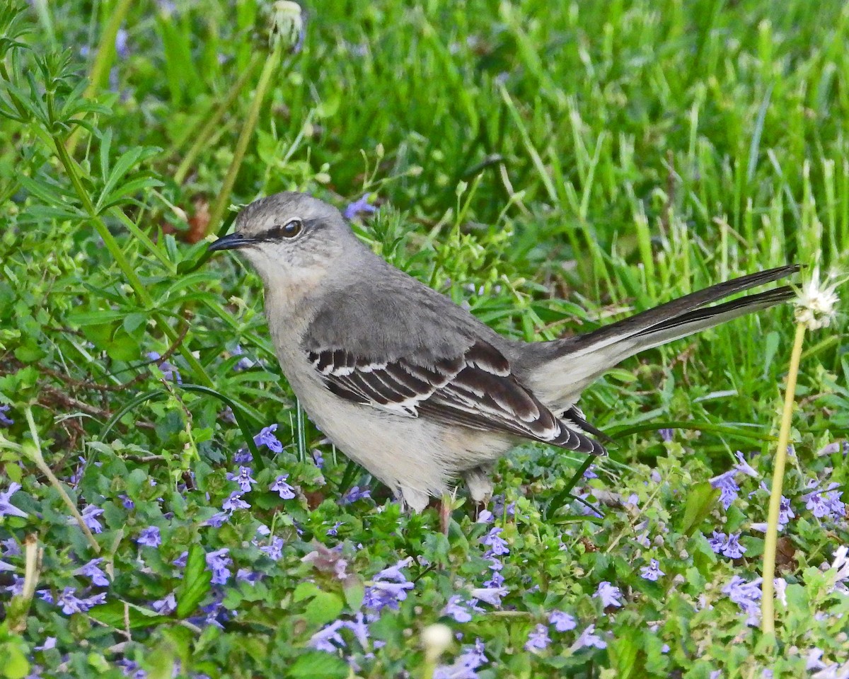 Gartenspottdrossel - ML643911788