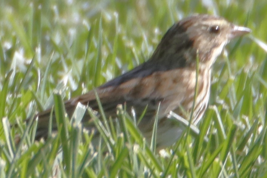Song Sparrow - ML643911798