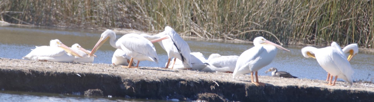 American White Pelican - ML643911799