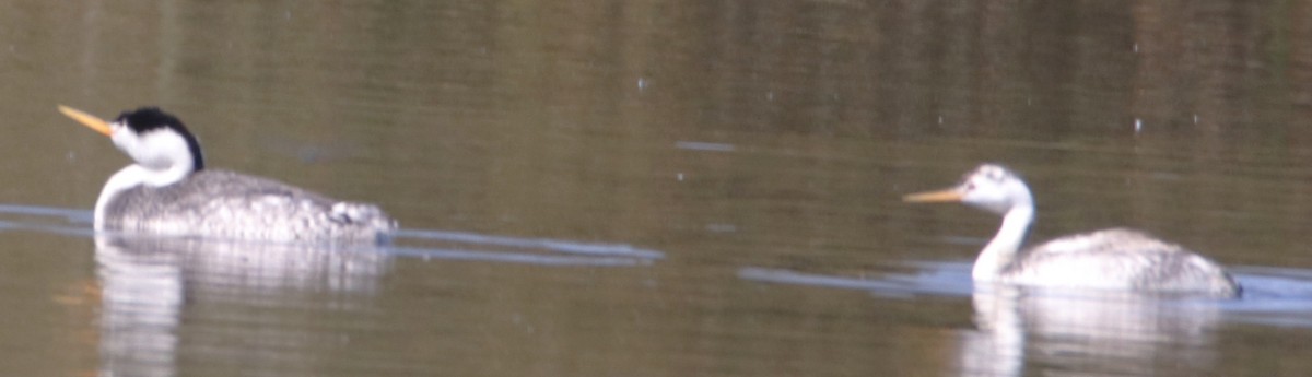 Western Grebe - ML643911800