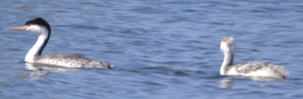 Clark's Grebe - ML643911801