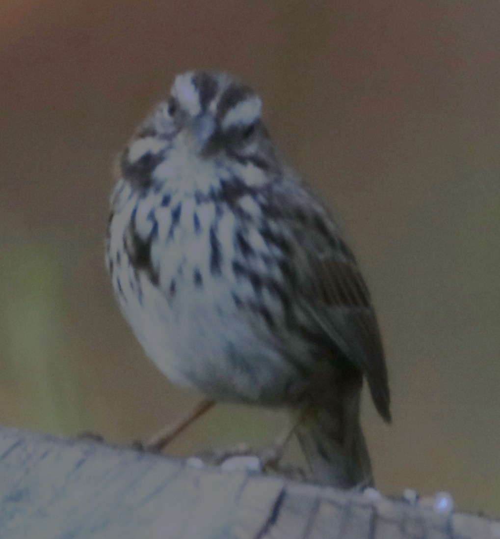 Song Sparrow - ML643911802