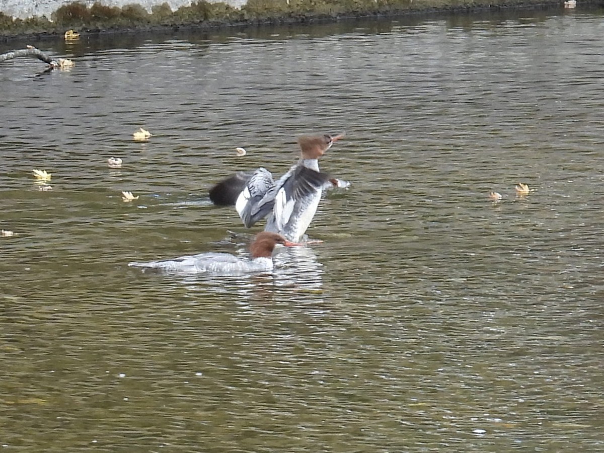 Common Merganser - ML643911817
