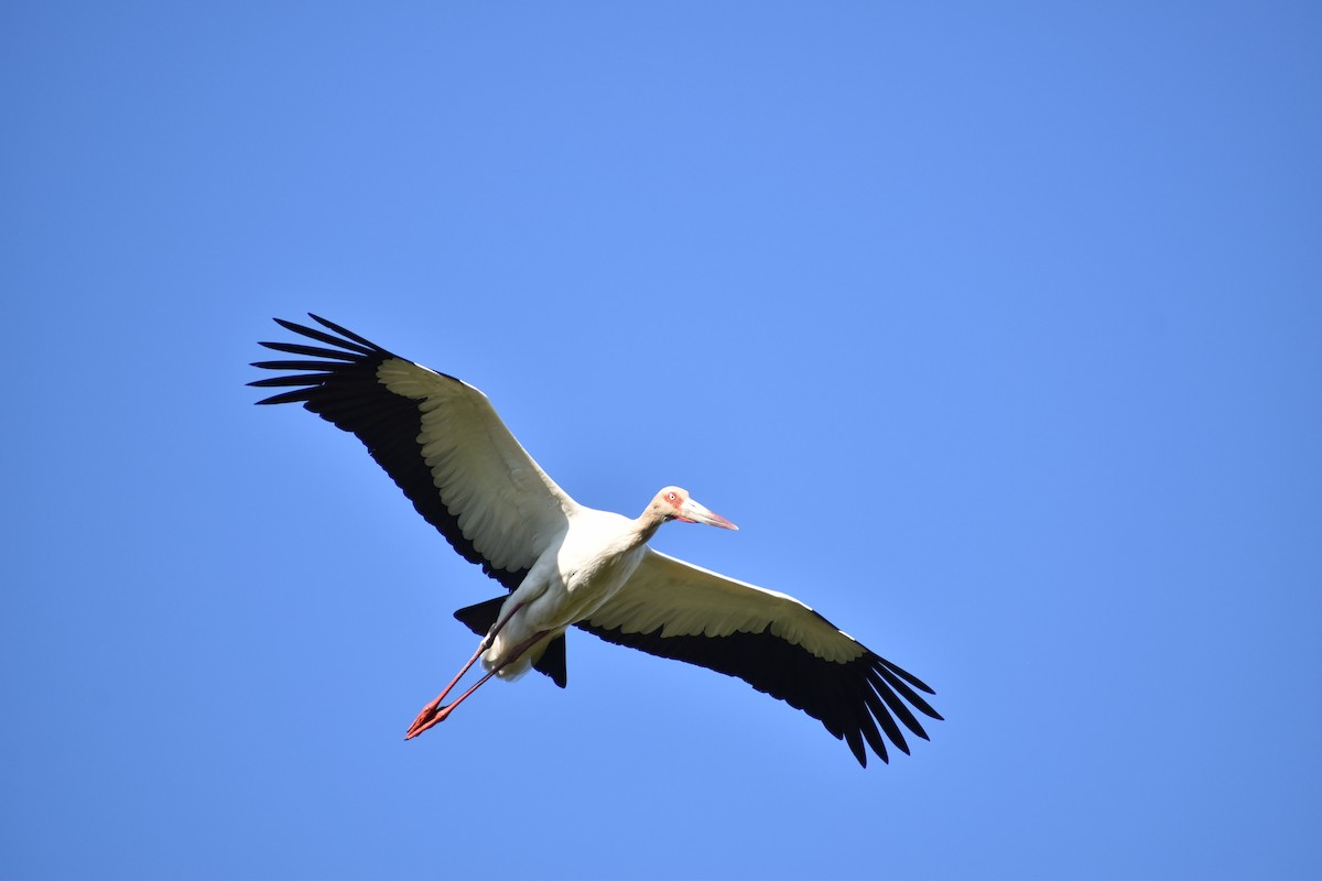 Maguari Stork - ML643911822