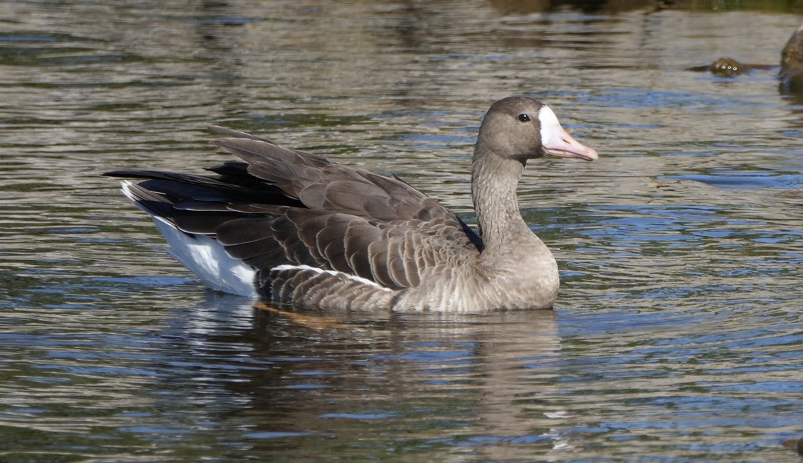Манхин галуу - ML643911833