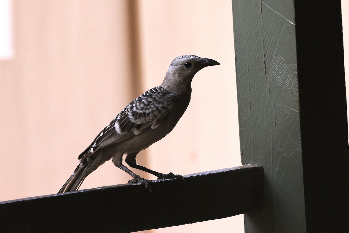 Great Bowerbird - ML643911836