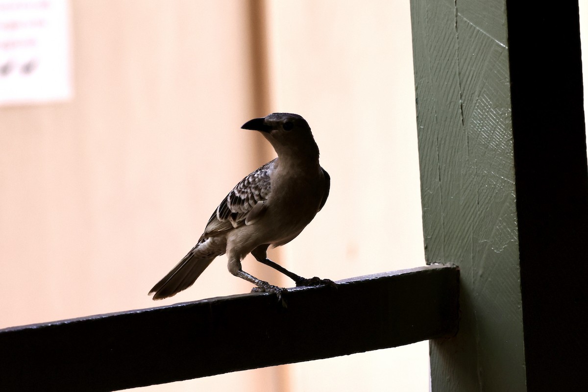 Great Bowerbird - ML643911837
