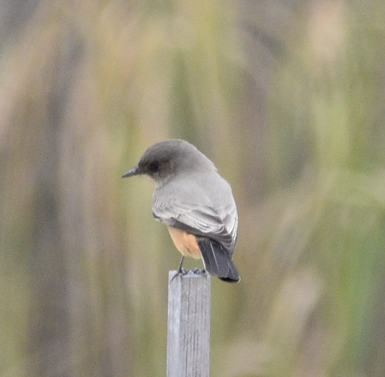 Say's Phoebe - ML643911841