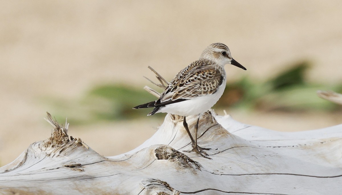 Semipalmated Sandpiper - ML643911867