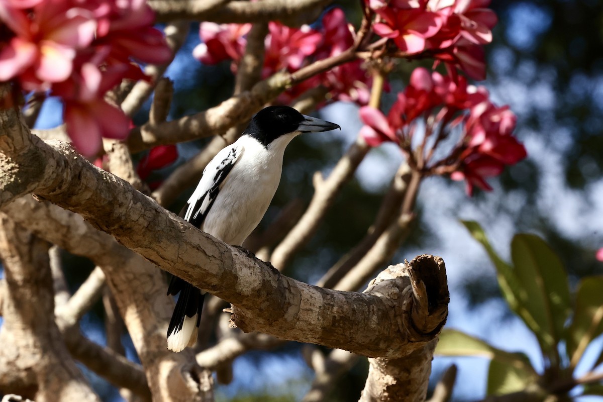 Black-backed Butcherbird - ML643911868