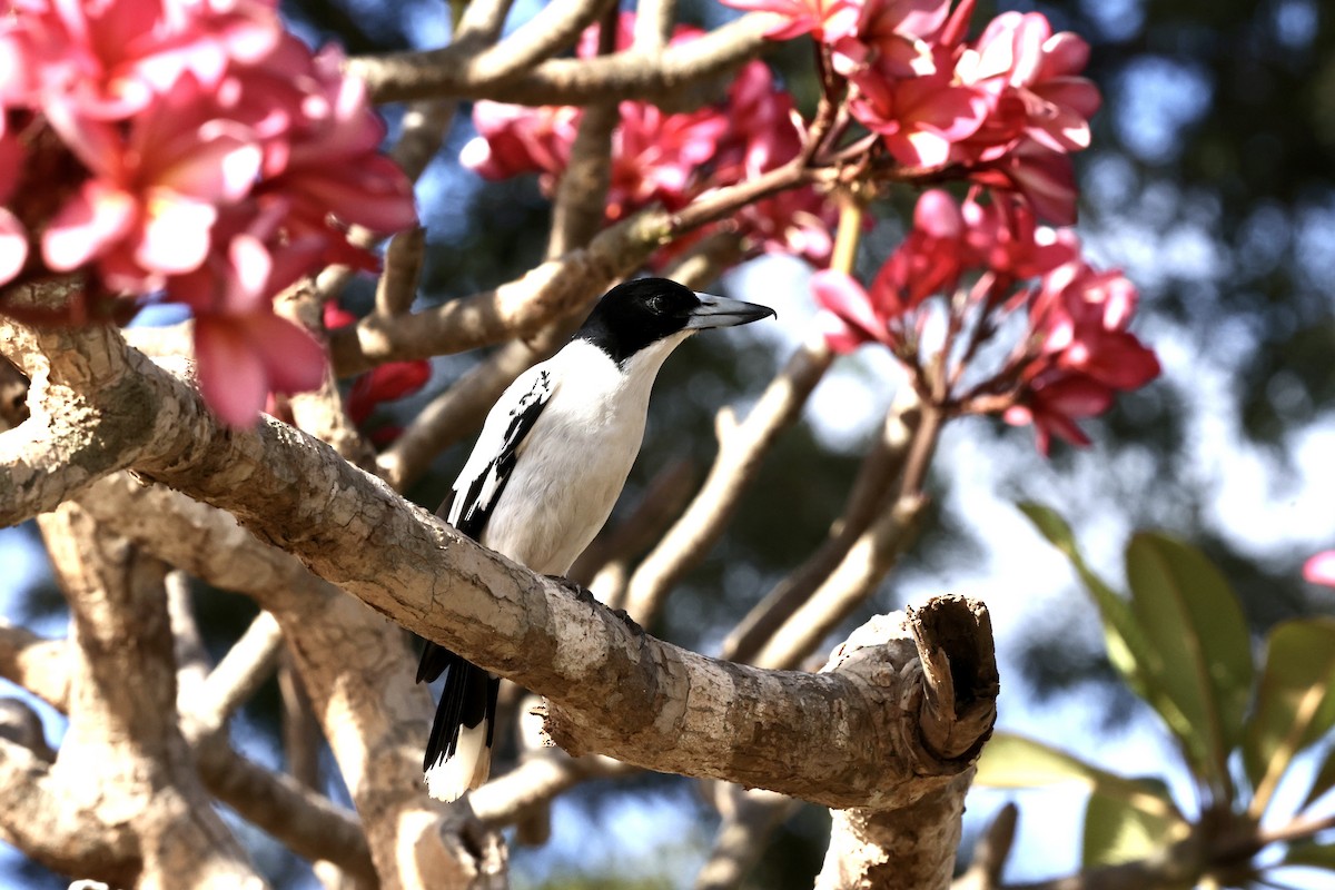 Black-backed Butcherbird - ML643911869