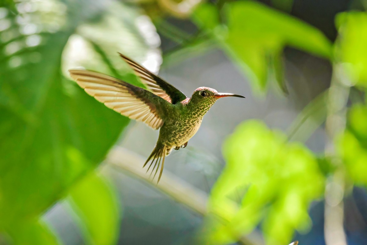 Colibri grivelé - ML643911873