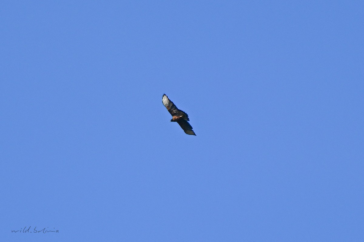 Black-and-chestnut Eagle - ML643911875